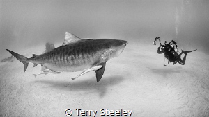 'Taking care of business.'
—
Subal underwater housing, ... by Terry Steeley 